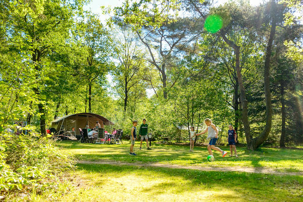 openbos aangelegen bij camping