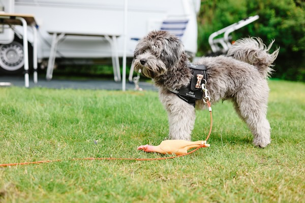 Hond speelt op de camping