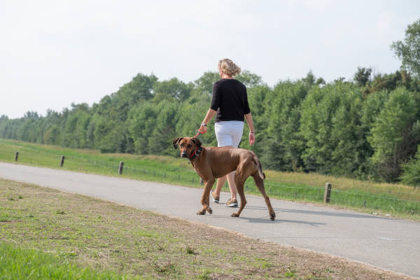 Lekker wandelen met de hond