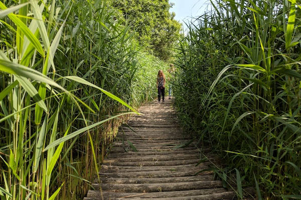 Kinderen rennen door het riet