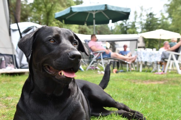 Met de hond op de camping